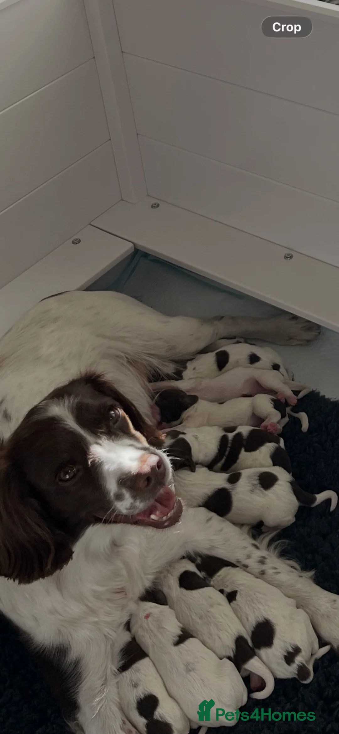 English Springer Spaniel dogs for sale: Exceptional English Springer Spaniel - Advert 1
