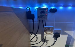 Corn Snake reptiles for sale: Corn snake  - Image 6