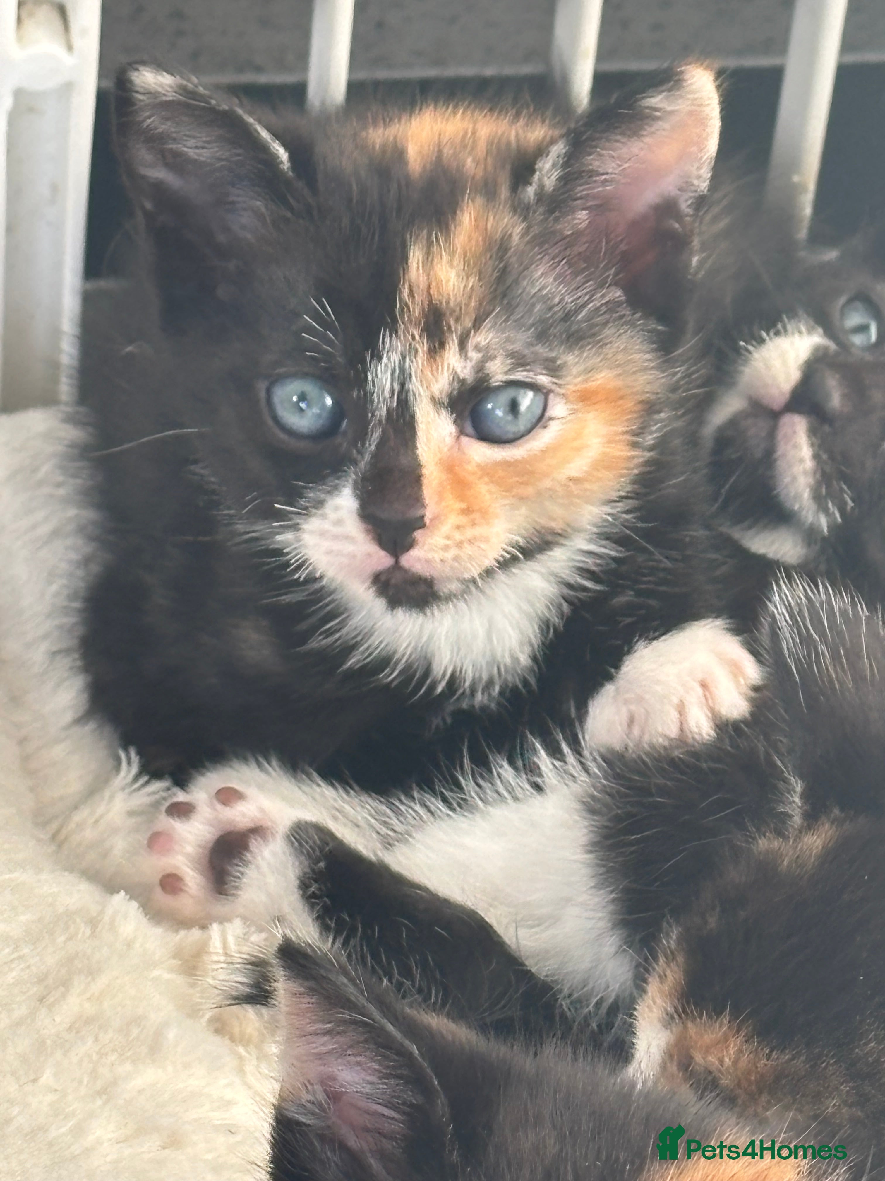 Domestic Shorthair cats Domestic kittens - Advert 1