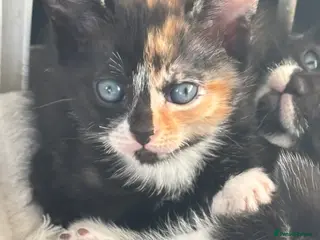 Domestic Shorthair cats Domestic kittens - Advert 1