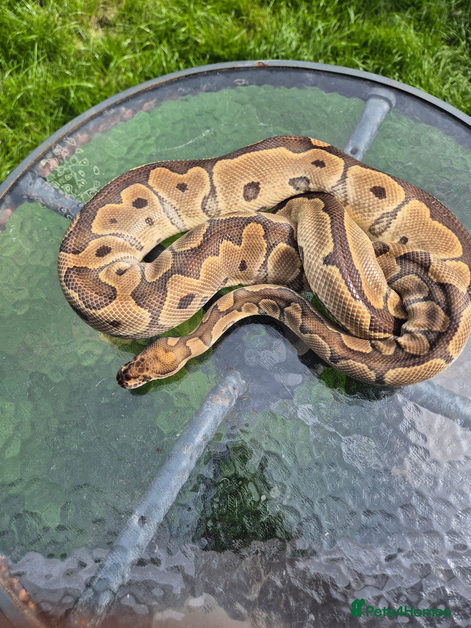Python Snake reptiles 4 adult female ball pythons for sale  - Advert 1