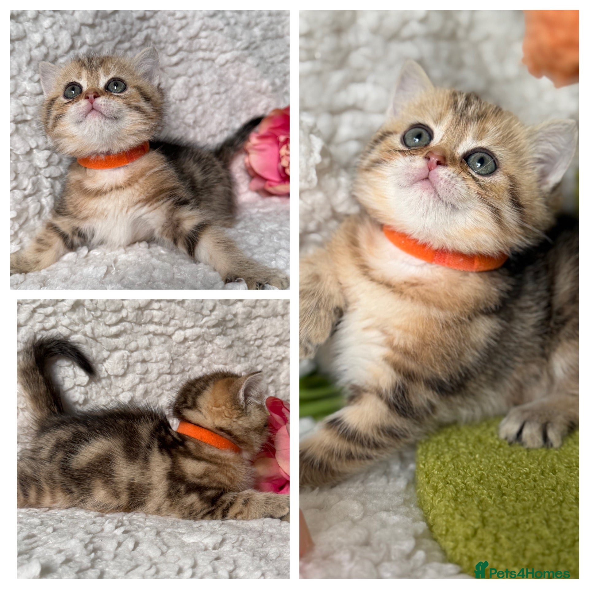 British Shorthair cats British sh/longhair odd/blue eyed golden kittens - Advert 3
