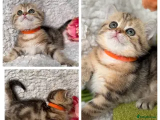 British Shorthair cats British sh/longhair odd/blue eyed golden kittens - Advert 3