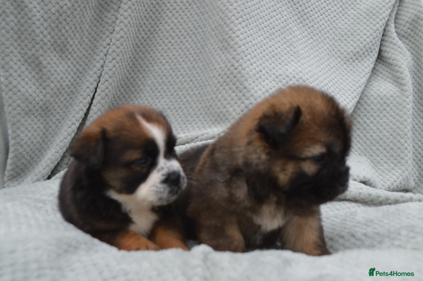 Mixed Breed dogs the cutest shih zhu mix babies  - Advert 1