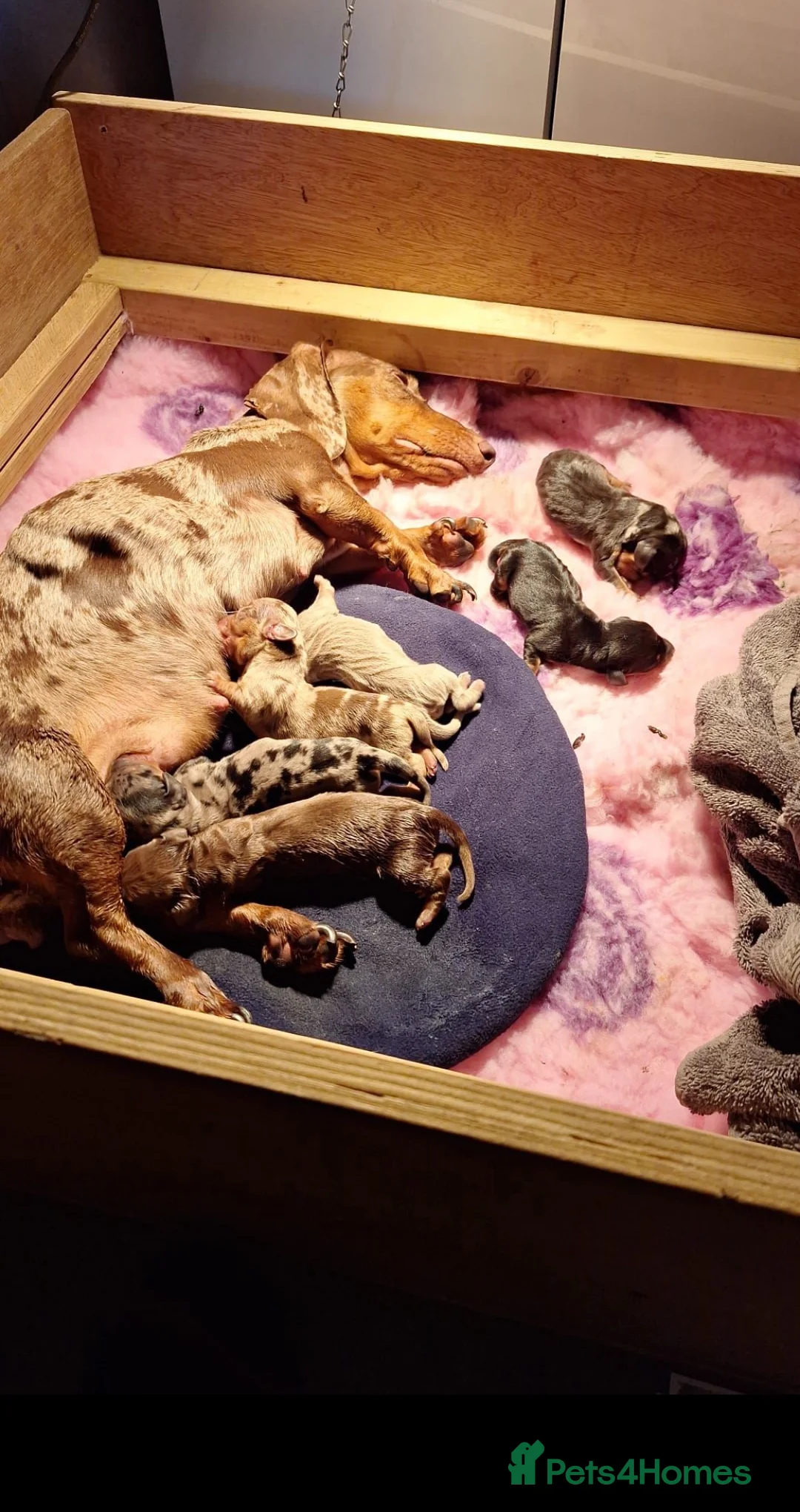 Miniature Dachshund dogs for stud: 🐾HUGO THE BOSS (KC REG & PRA CLEAR) PROVEN STUD🐾 in Manchester - Advert 9