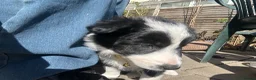 Border Collie dogs for sale: One beautiful collie girl - Advert 6