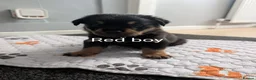 Rottweiler dogs for sale: Rottweiler Puppies  - Advert 9