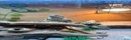 Bearded Dragon reptiles for sale: Bearded dragon - SET UP INCLUDED - Advert 5
