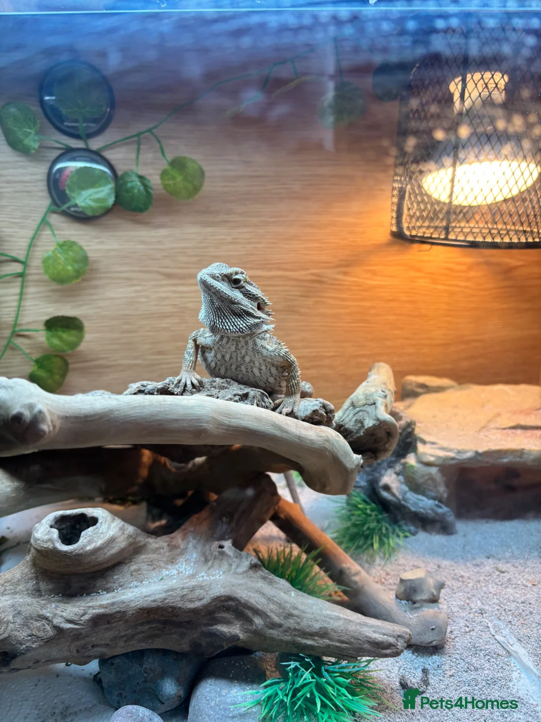 Bearded Dragon reptiles for sale: Bearded dragon - SET UP INCLUDED - Advert 5