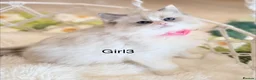 Ragdoll cats for sale: Stunning  European bloodline Ragdoll kittens  - Advert 22