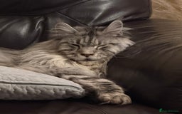 Maine Coon cats for sale: 2 x maine coon males must go together (£800 both)  - Image 4