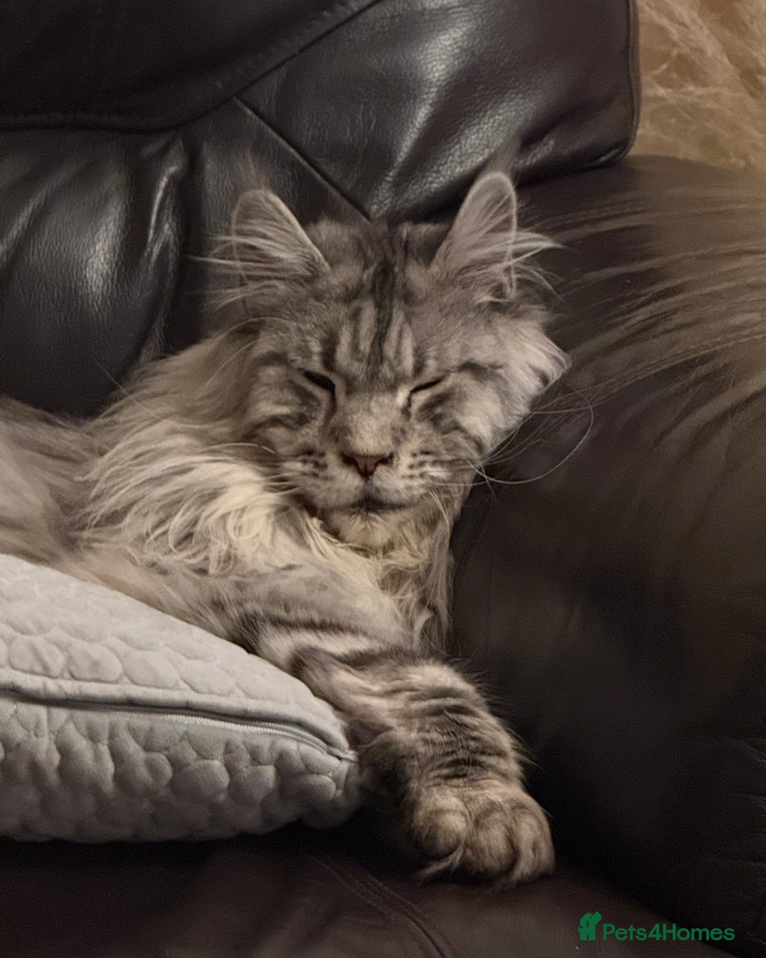 Maine Coon cats for sale: 2 x maine coon males must go together (£800 both)  - Image 4