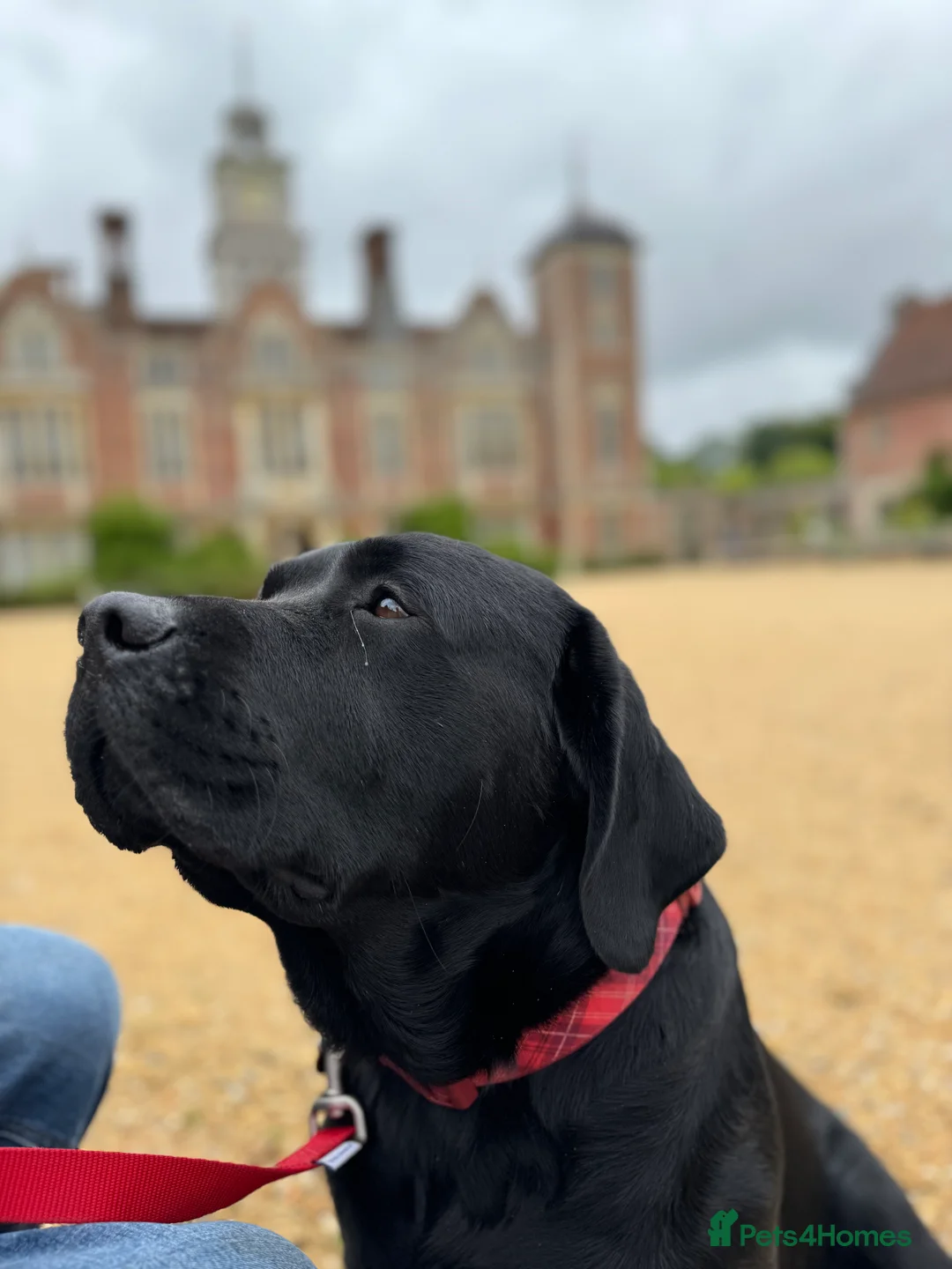 Labrador Retriever dogs for stud: Labrador, proven, health tested, show bred  - Advert 4