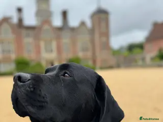 Labrador Retriever dogs Labrador, proven, health tested, show bred - Advert 5