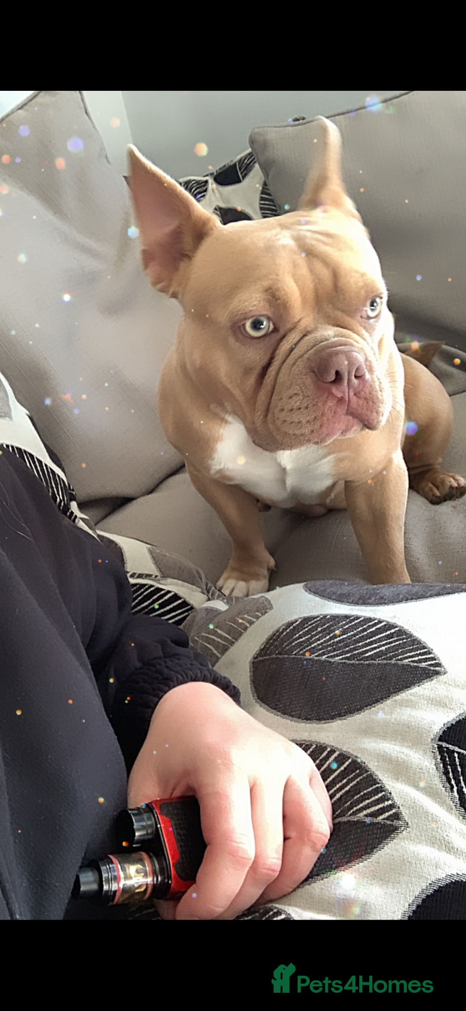 American Bulldog dogs Pocket bully  - Advert 11