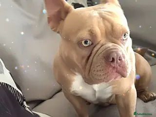 American Bulldog dogs Pocket bully - Advert 11