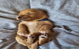 Cockapoo dogs for sale: 4 beautiful cockapoo puppies - Image 13