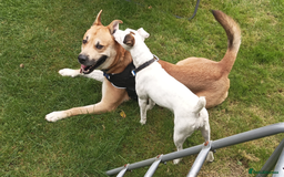 Mixed Breed dogs for sale: Odin. Sweet and beautiful crossbreed boy - Image 21