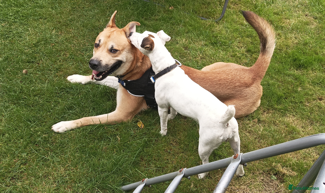 Mixed Breed dogs for sale: Odin. Sweet and beautiful crossbreed boy - Image 21