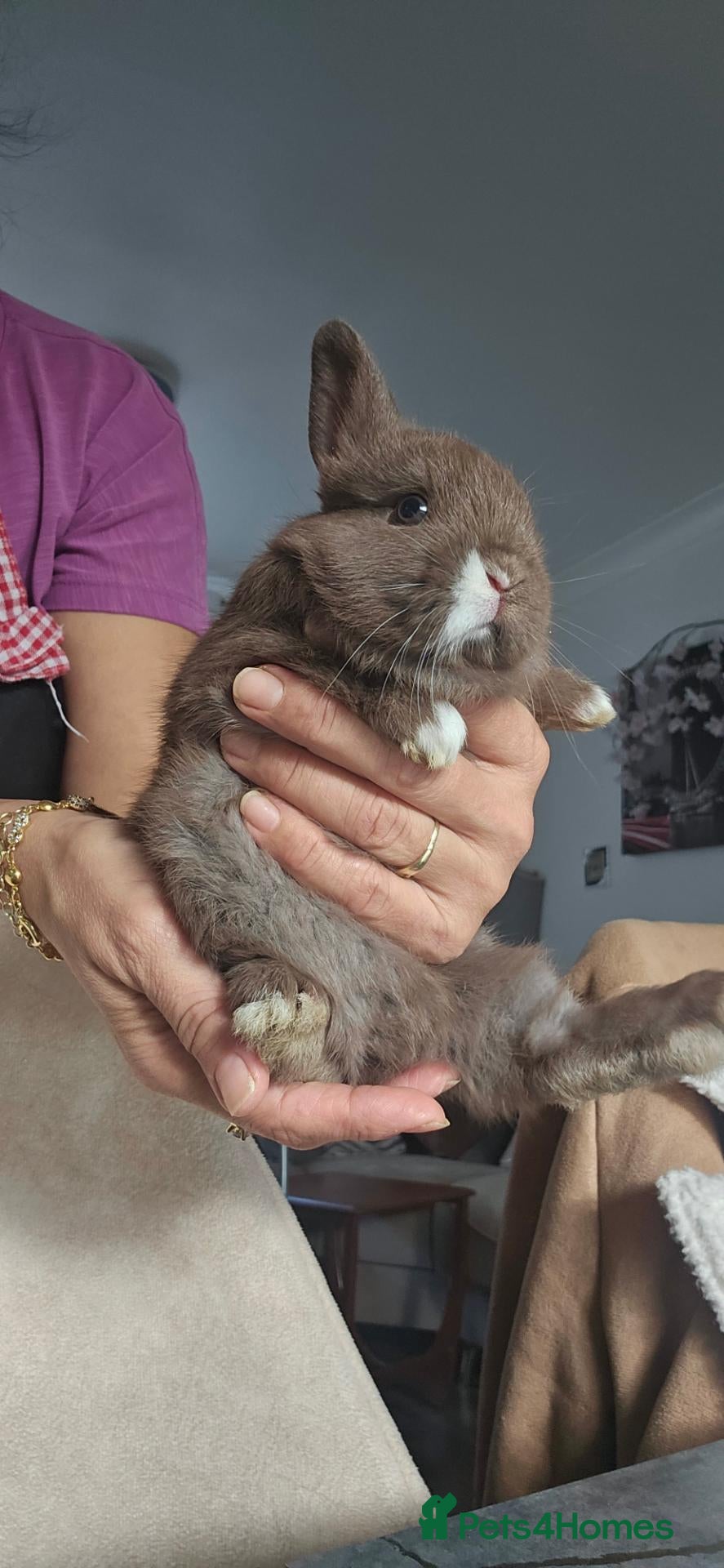 Mixed Breed rabbits They are lion head and Dutch mix 🥰 - Advert 1