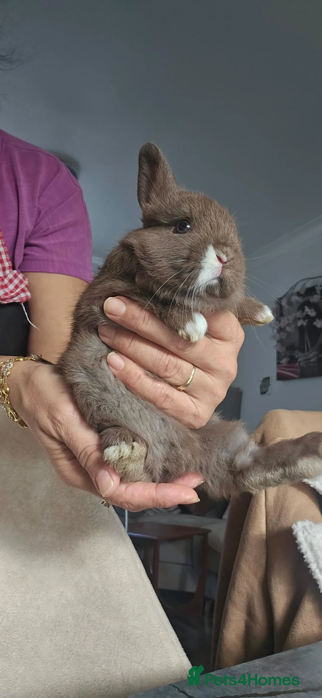 Mixed Breed rabbits for sale: They are lion head and Dutch mix 🥰 - Advert 1