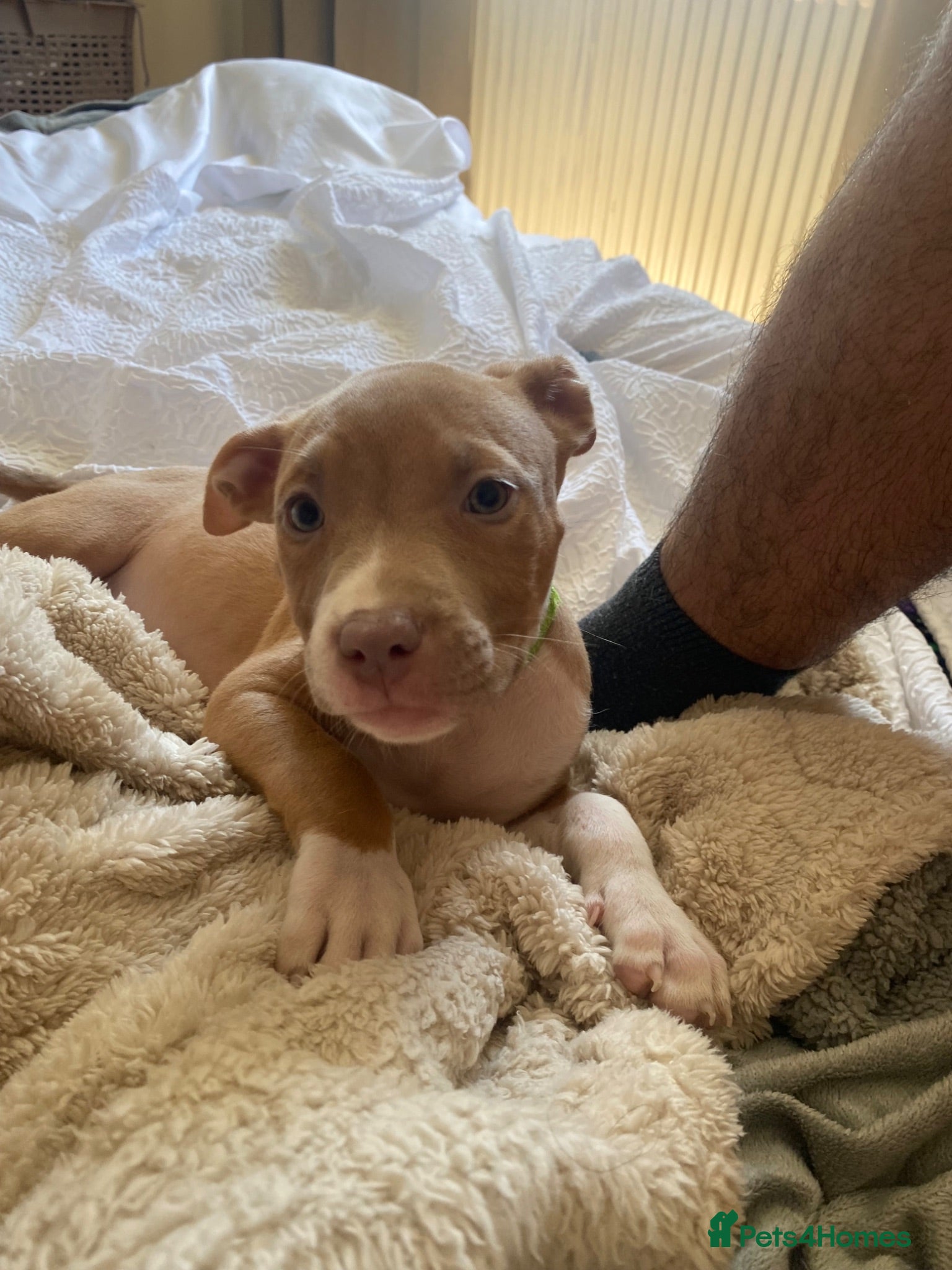 American Bully dogs ❗️2 LEFT❗️READY TO LEAVE NOW❗️ - Advert 8