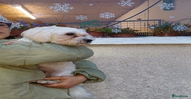 Lowchen dogs 🐾 Meet BEAR — He is READY FOR A FRESH START 🧸 - Advert 10