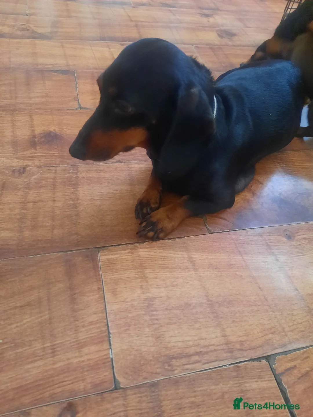 Dachshund dogs for sale: Dachshund puppies  - Advert 1