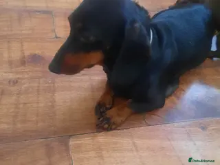 Dachshund dogs Dachshund puppies - Advert 5