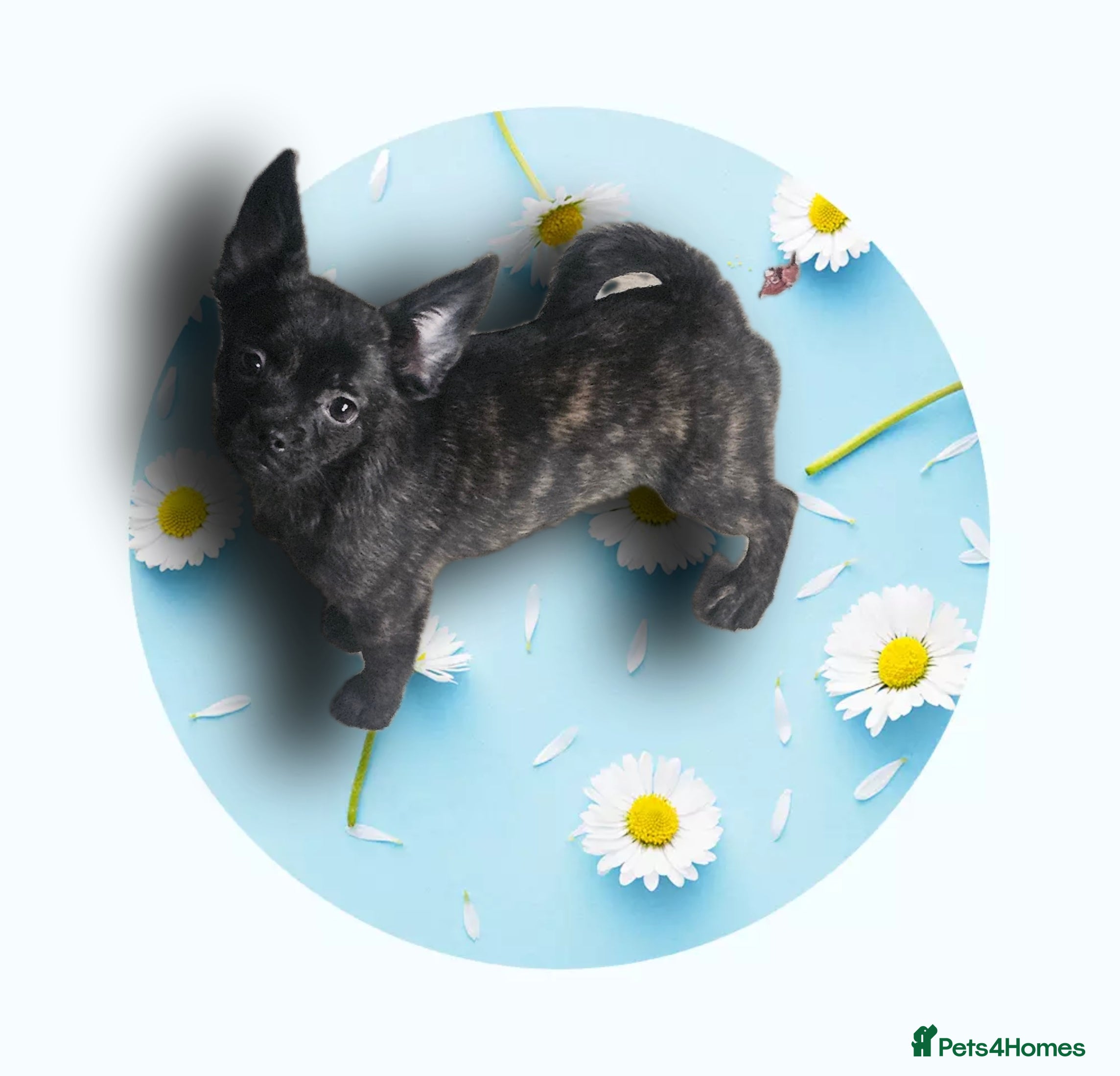 French Bulldog dogs ❤️⭐️  Adorable Frenchie poms ❤️⭐️ ONLY 3 LEFT ⭐️ - Advert 1