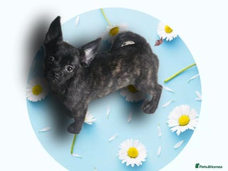 French Bulldog dogs ❤️⭐️ Adorable Frenchie poms ❤️⭐️ ONLY 3 LEFT ⭐️ - Advert 1