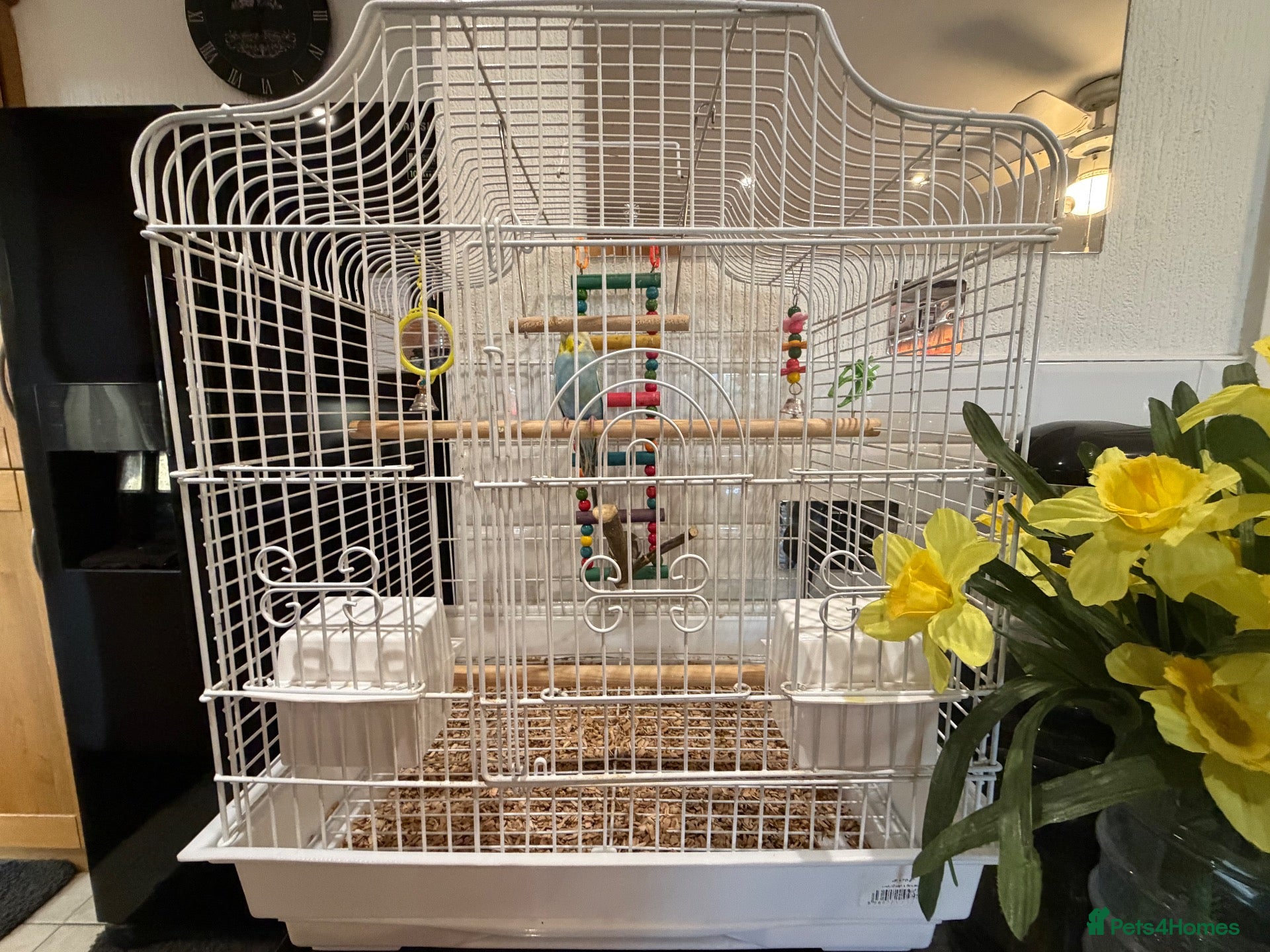 Budgerigars birds beautiful young Rainbow Budgie with cage - Advert 1