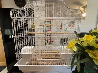 Budgerigars birds beautiful young Rainbow Budgie with cage - Advert 1