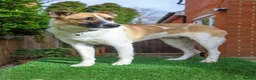 Mixed Breed dogs for adoption: 🤎 Pixel – The Gentlest Soul You’ll Ever Meet 🤎 - Advert 14