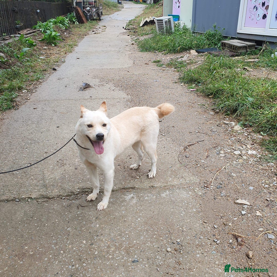 Japanese Shiba Inu dogs for adoption: jimmy 4 shiba mix meat trade survivor in Nottingham - Image 1