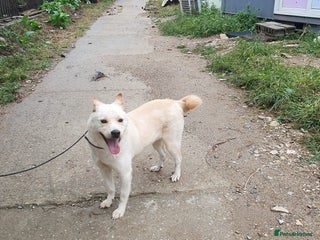 Japanese Shiba Inu dogs in Nottingham - Advert 1