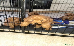 Cockapoo dogs for sale: Coockerpoo puppies  - Advert 1