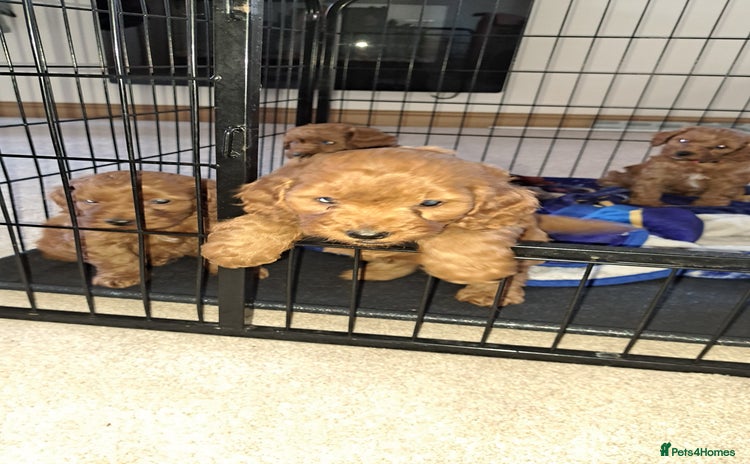 Cockapoo dogs Coockerpoo puppies  - Advert 1