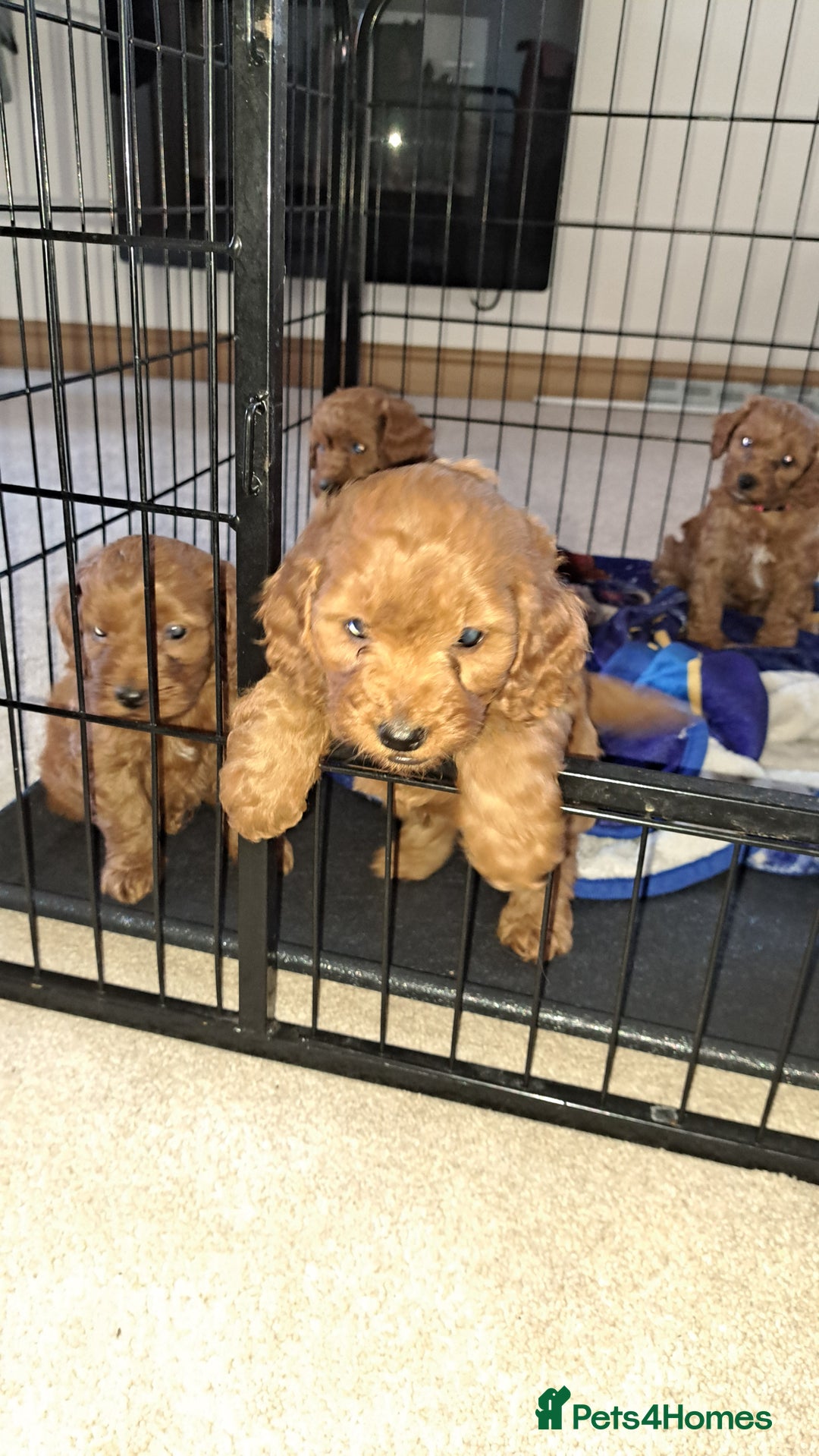 Cockapoo dogs for sale: Coockerpoo puppies  - Advert 1