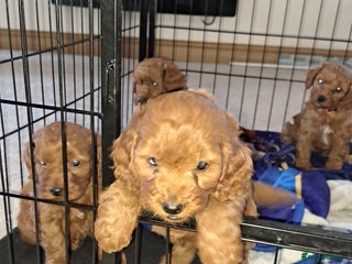 Cockapoo dogs Coockerpoo puppies - Advert 1