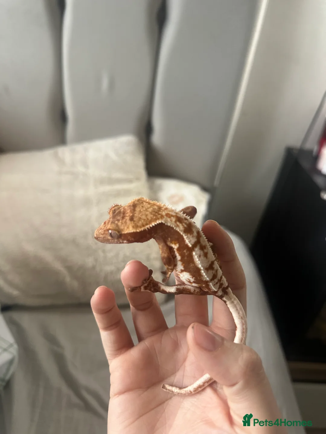 Gecko reptiles for sale: Red Lilly gecko - Advert 2