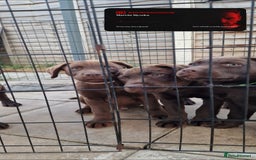 Labrador Retriever dogs for sale: KC REG.. READY NOW!. CHOCOLATE LABRADOR  - Image 2