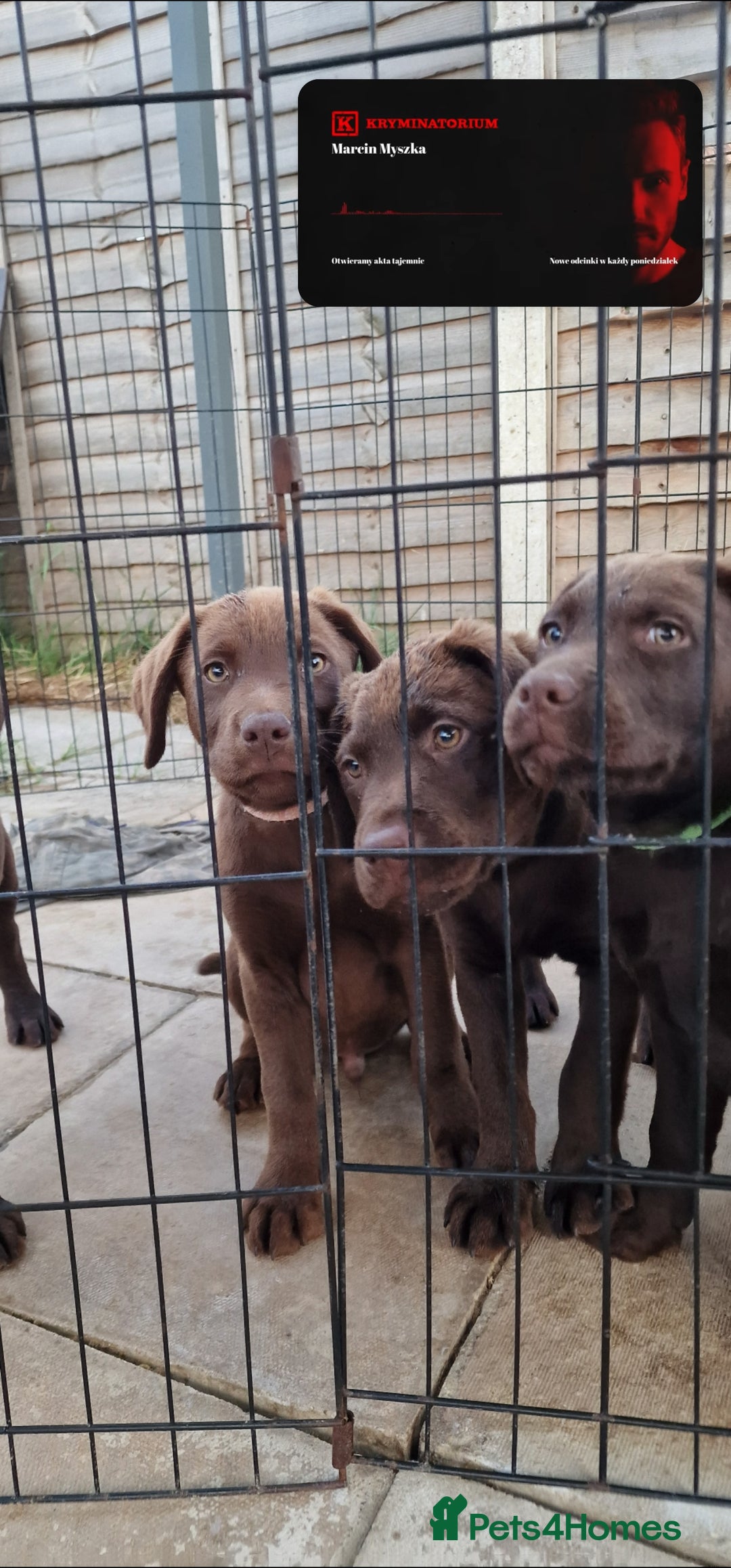 Labrador Retriever dogs for sale: KC REG.. READY NOW!. CHOCOLATE LABRADOR  - Image 2