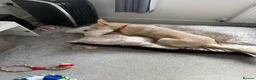 Mixed Breed dogs for sale: Rocky  in Mexborough - Advert 3