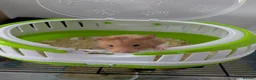 Hamster rodents for sale: Peanut Female Syrian Hamster + cage + accessories  in Reading - Advert 10