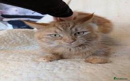 Maine Coon cats for sale: Maine-coon Mix for sale 😼 - Image 8