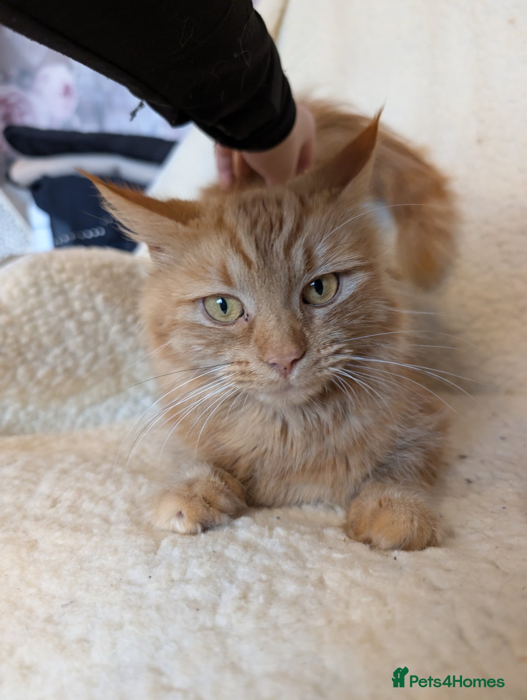 Maine Coon cats for sale: Maine-coon Mix for sale 😼 - Image 8