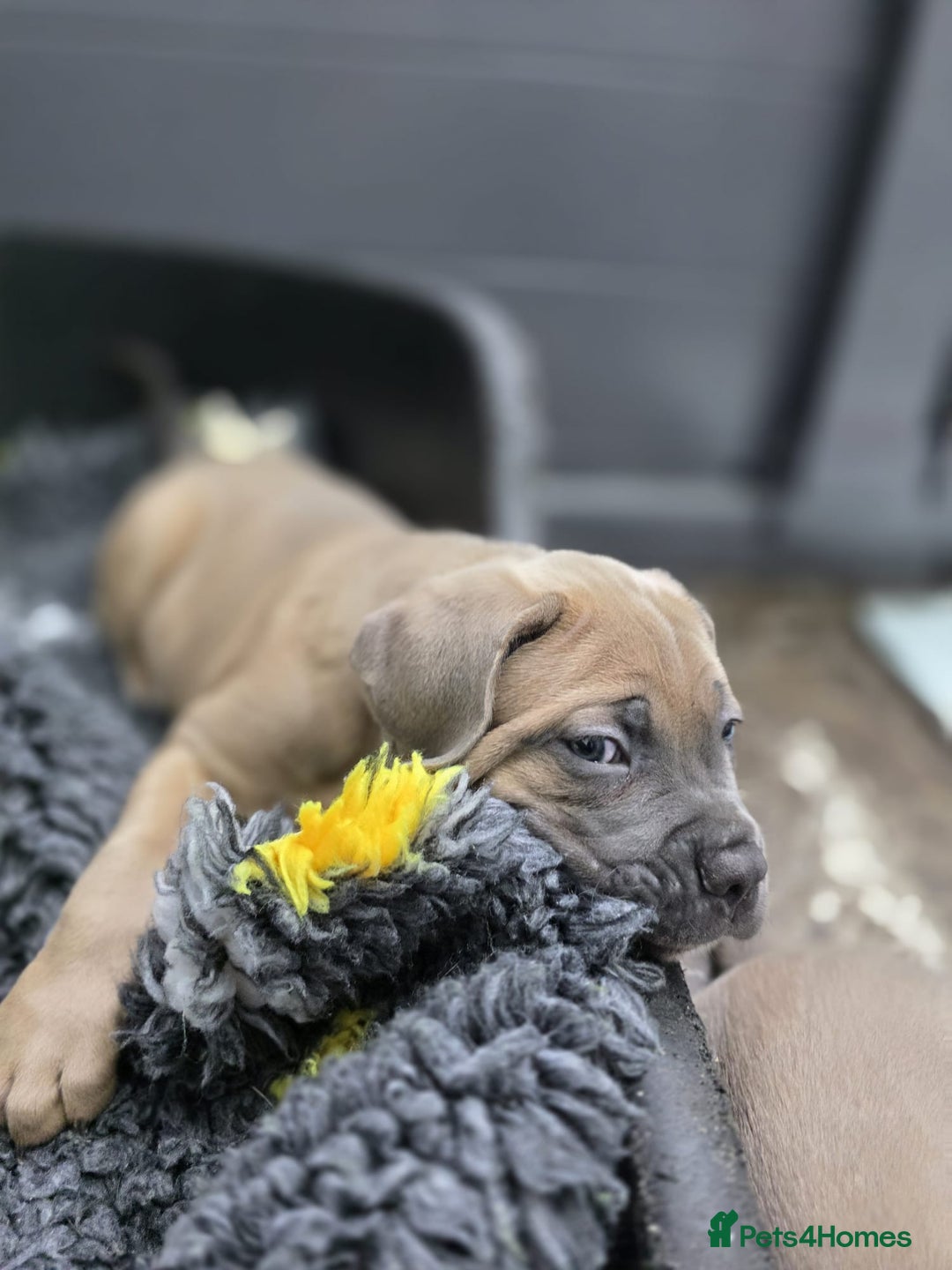 Cane Corso dogs for sale: Excellent Formentino Corso male puppies for sale.  - Image 26
