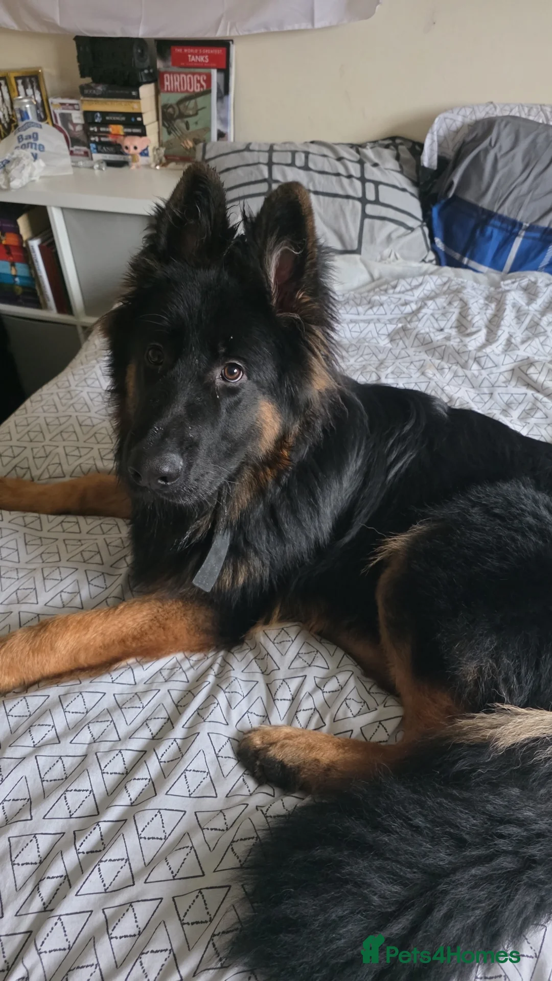 German Shepherd dogs for sale: REHOMING NEEDED - Advert 2