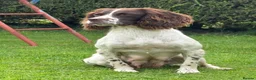 Sprocker dogs for sale: Sprocker Pups  - Advert 19